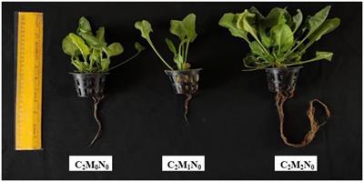 Holistic palak cultivation: standardizing media, nutrients in vertical A-frames for extended shelf life efficiency